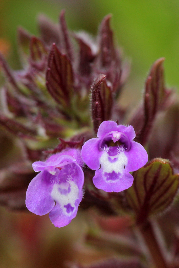 BASIL THYME Clinopodium acinos