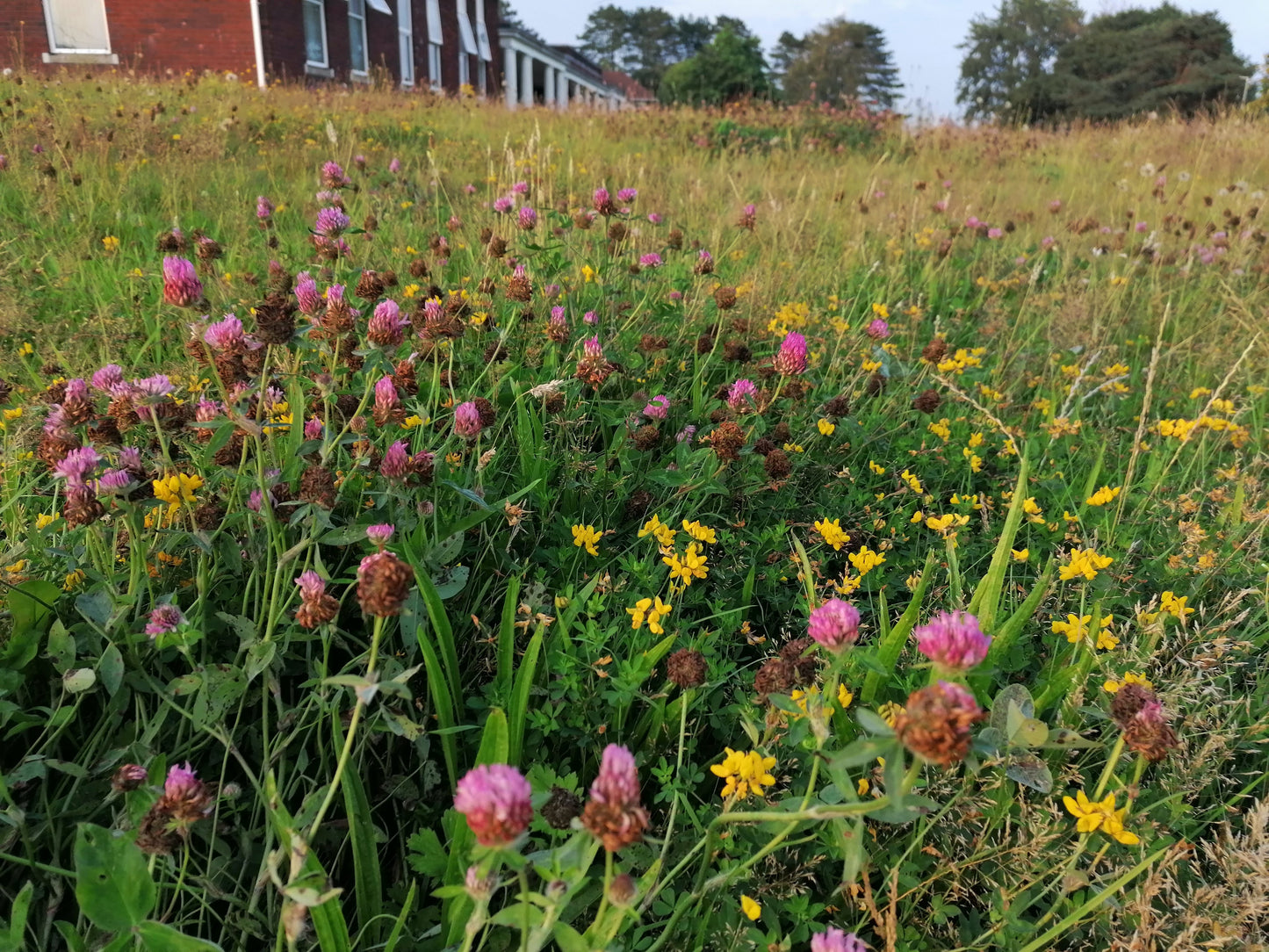 RED CLOVER Trifolium pratense