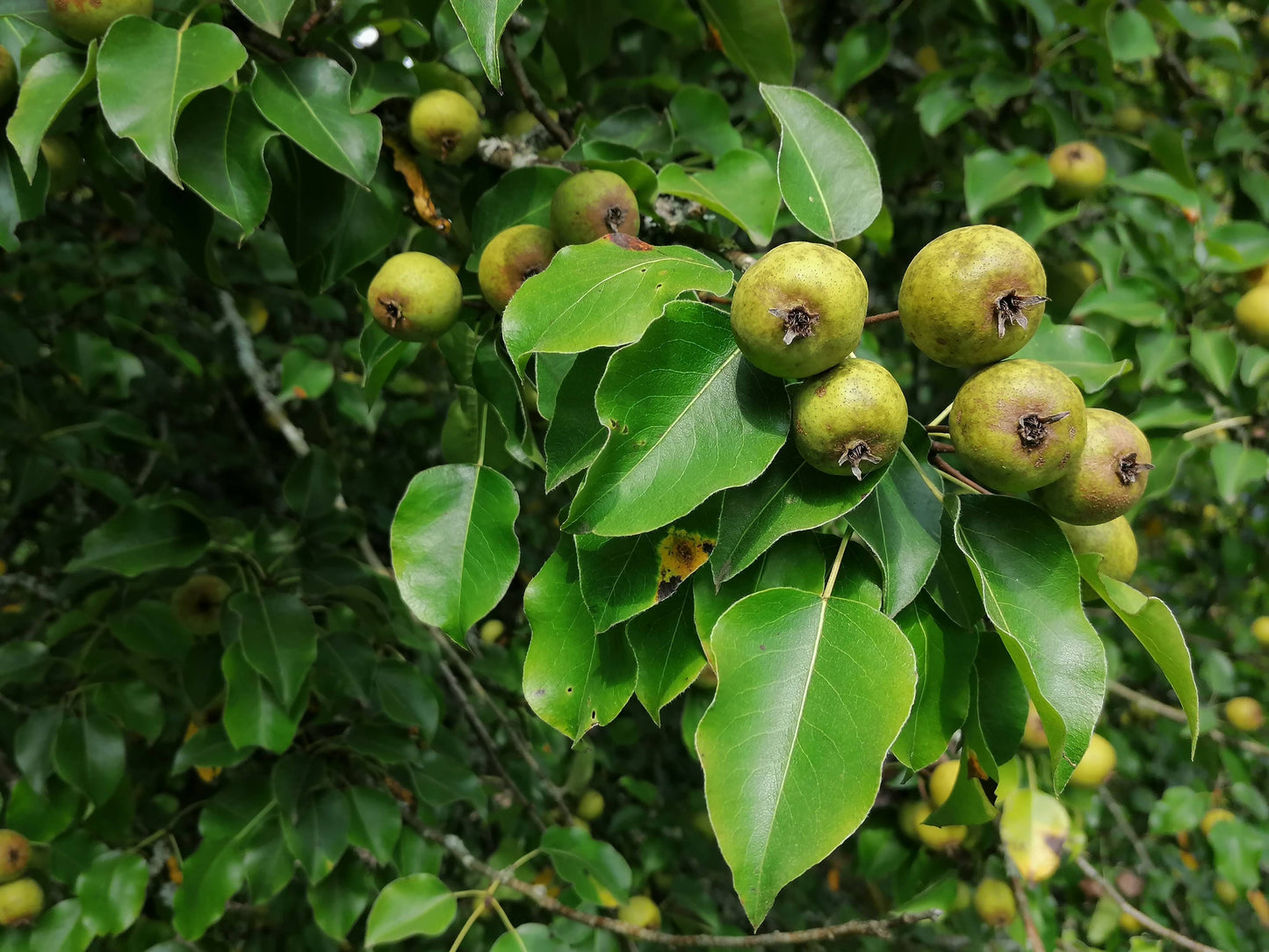 WILD PEAR  Pyrus pyraster