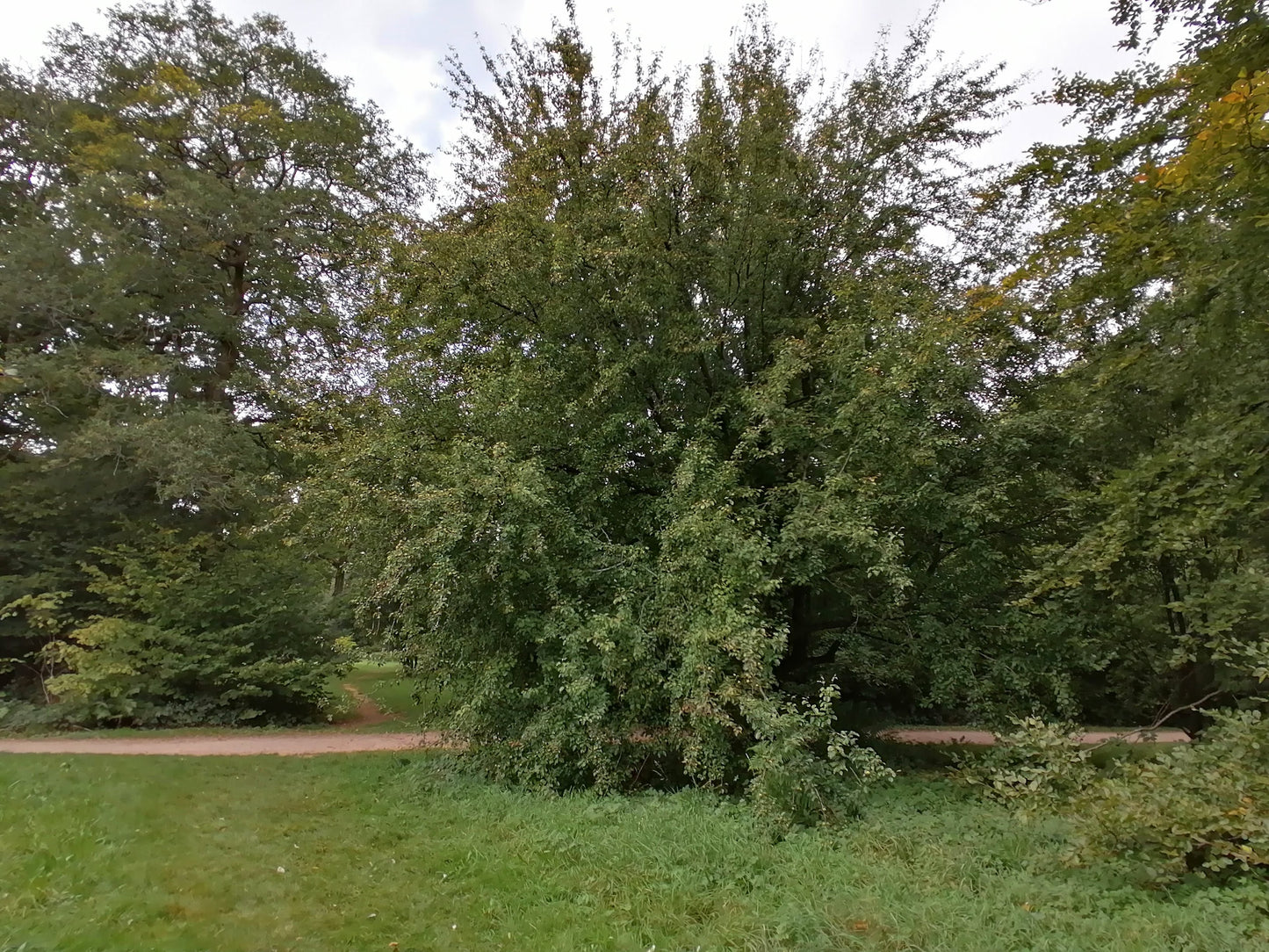 WILD PEAR Pyrus pyraster