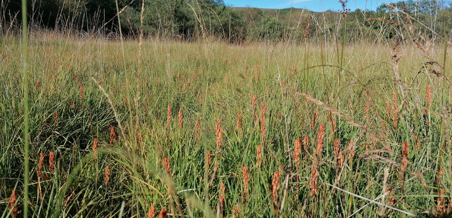 PURPLE MOOR-GRASS Molinia caerulea