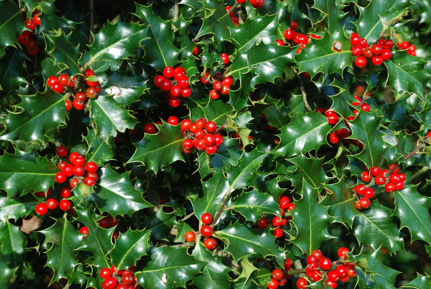HOLLY Ilex aquifolium