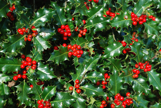 HOLLY  Ilex aquifolium