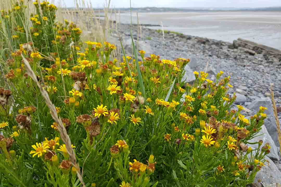 GOLDEN-SAMPHIRE Inula crithmoides