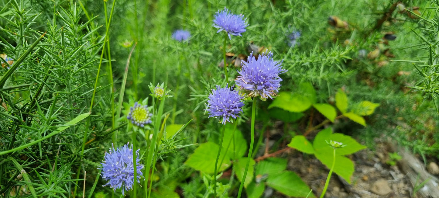 SHEEP'S-BIT Jasione montana