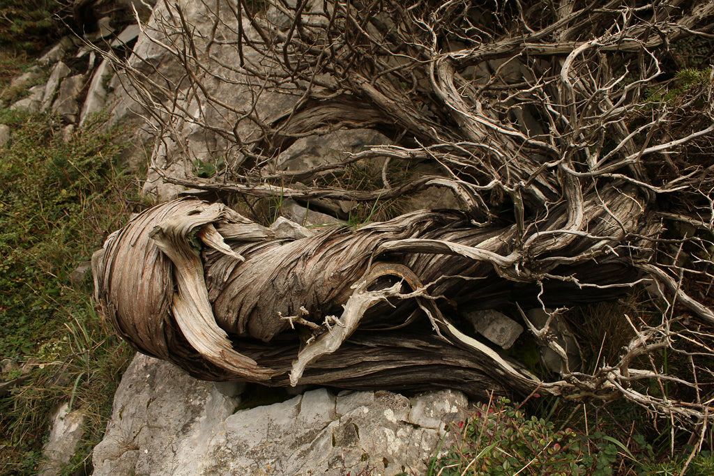 JUNIPER Juniperus communis