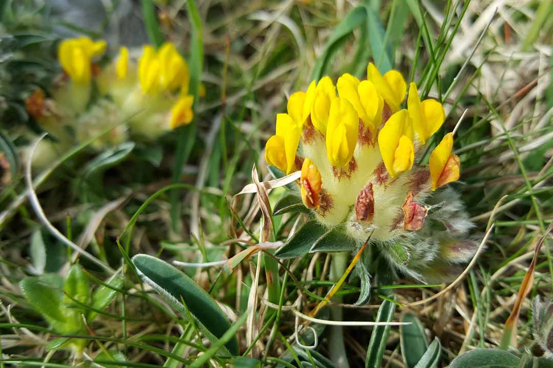 KIDNEY VETCH Anthyllis vulneraria