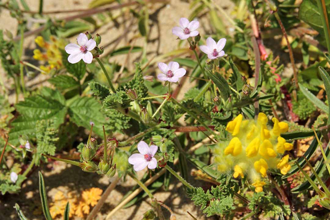 KIDNEY VETCH Anthyllis vulneraria