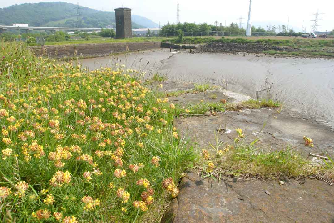 KIDNEY VETCH Anthyllis vulneraria