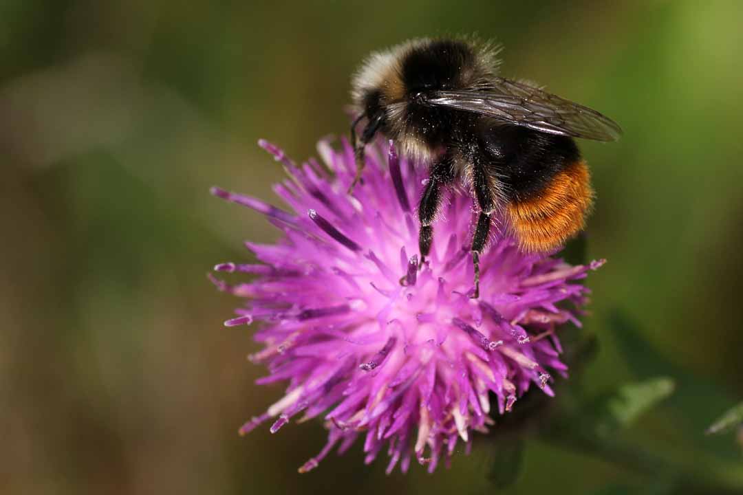 COMMON KNAPWEED Centaurea nigra agg.