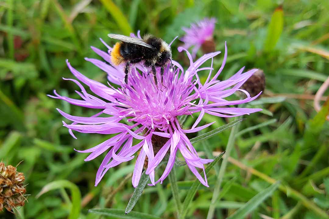 COMMON KNAPWEED Centaurea nigra agg.