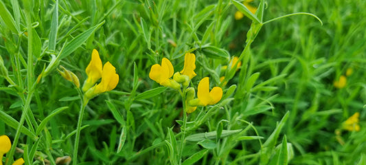 MEADOW VETCHLING  Lathyrus pratensis