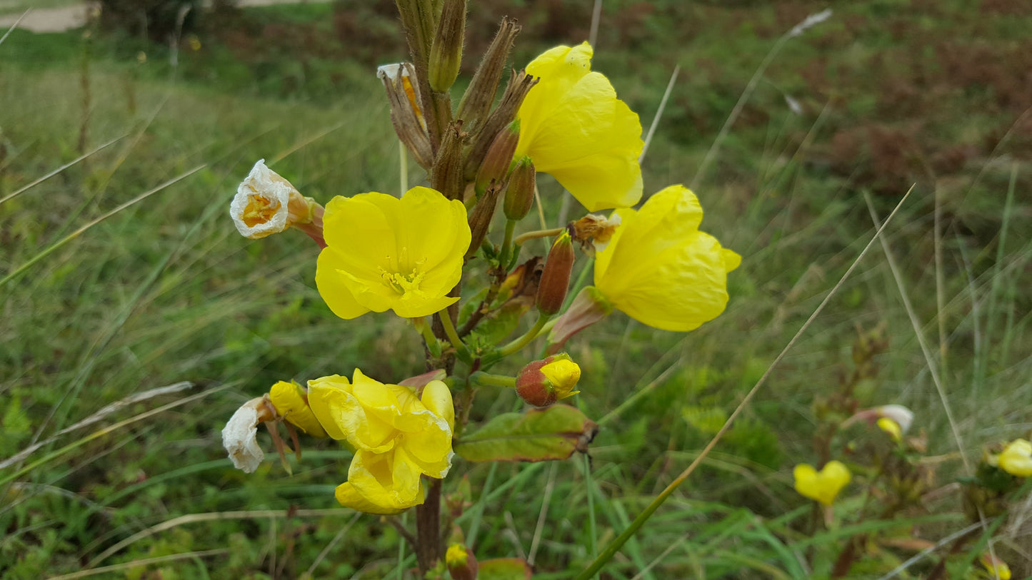 LARGE-FLOWERED EVENING-PRIMROSE Oenothera glazioviana