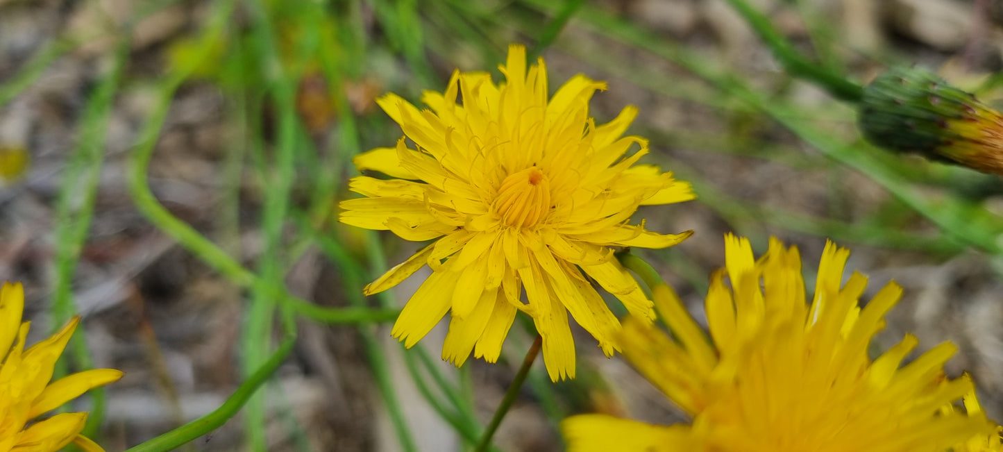 LESSER HAWKBIT Leontodon saxatilis