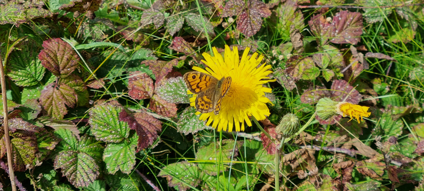 LESSER HAWKBIT Leontodon saxatilis