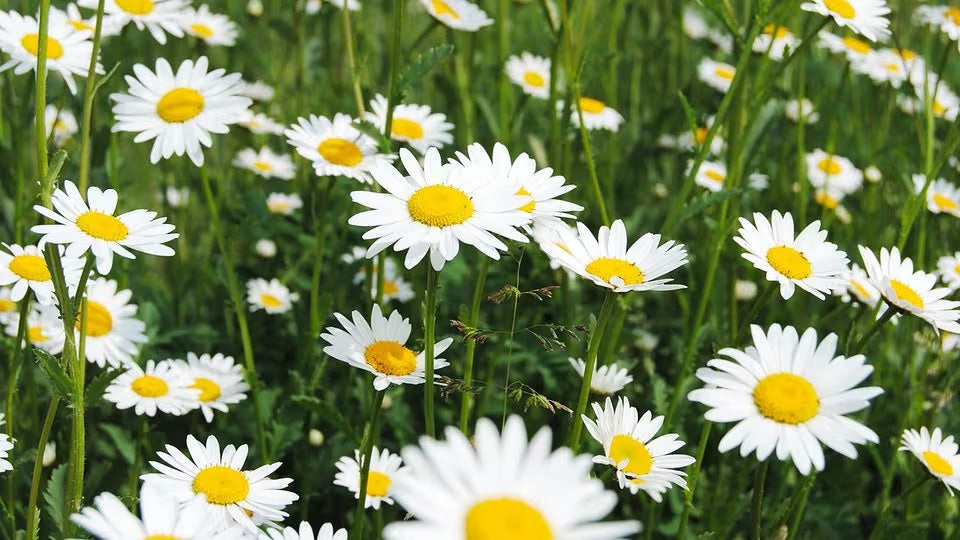 OXEYE DAISY Leucanthemum vulgare