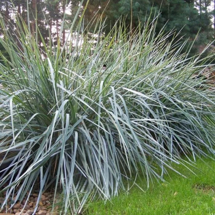 LYME GRASS   Leymus arenarius