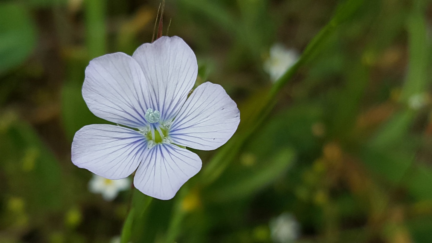 PALE FLAX Linum bienne