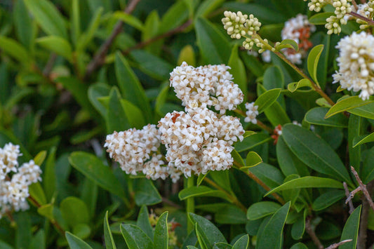 WILD PRIVET  Ligustrum vulgare