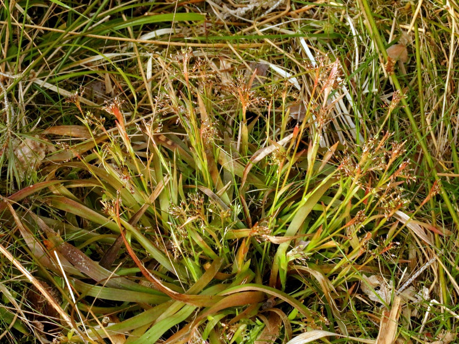HEATH WOOD-RUSH  Luzula multiflora