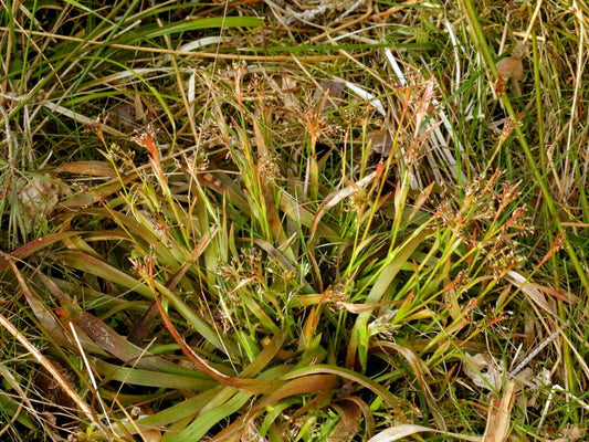 HEATH WOOD-RUSH  Luzula multiflora