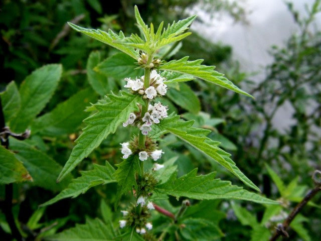 GYPSYWORT Lycopus europaeus