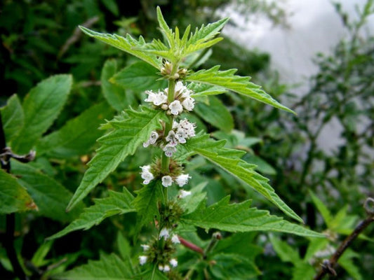 GYPSYWORT  Lycopus europaeus