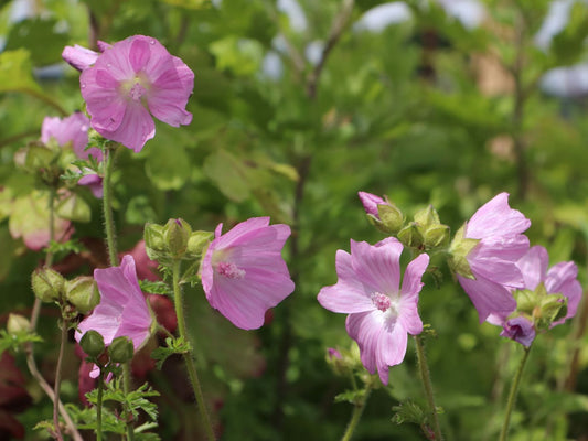 MUSK-MALLOW  Malva moschata