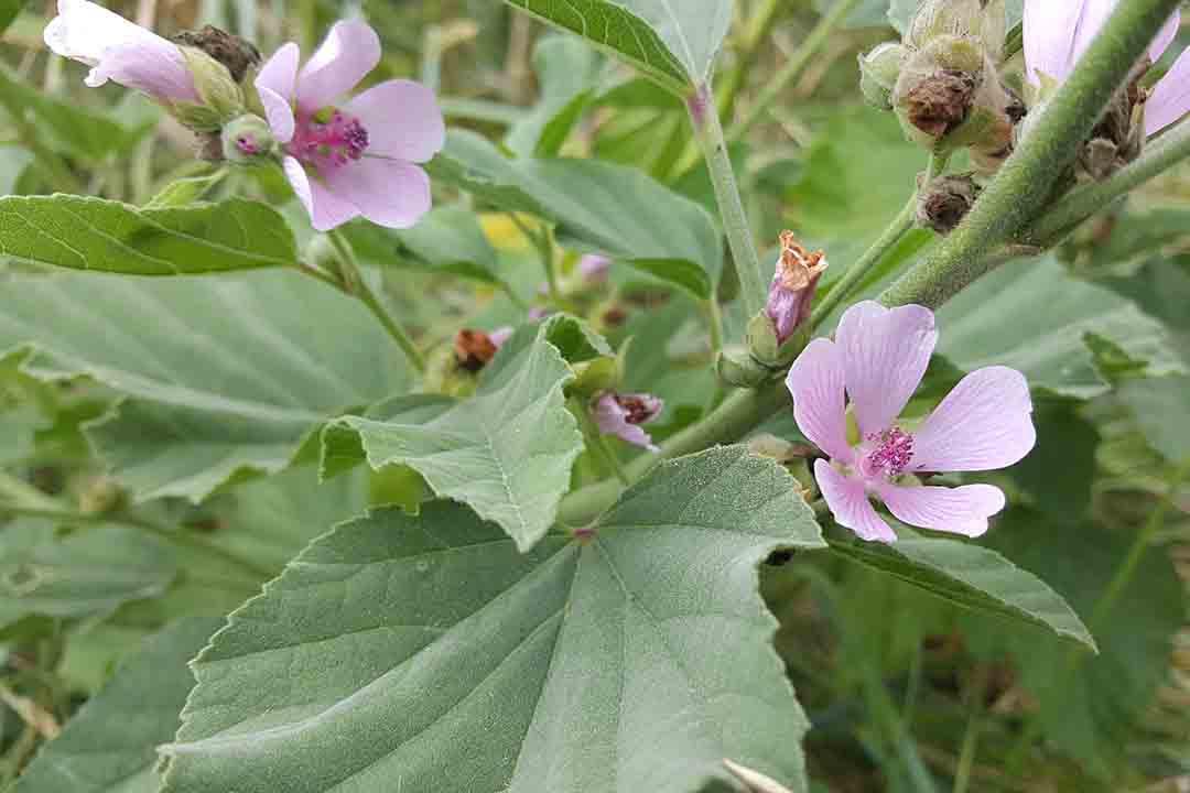 MARSH MALLOW Althaea officinalis