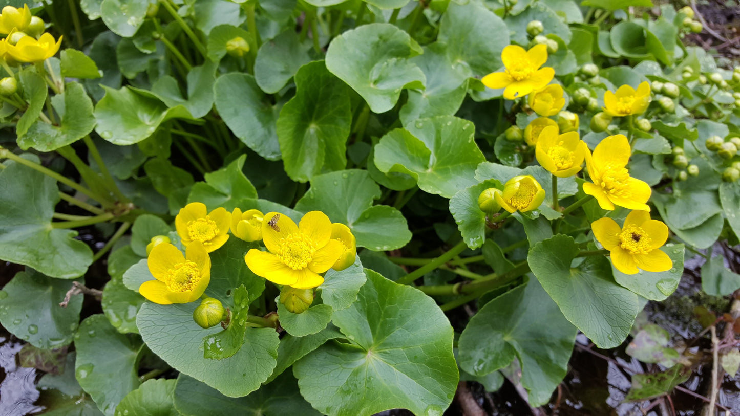 MARSH MARIGOLD  Caltha palustris