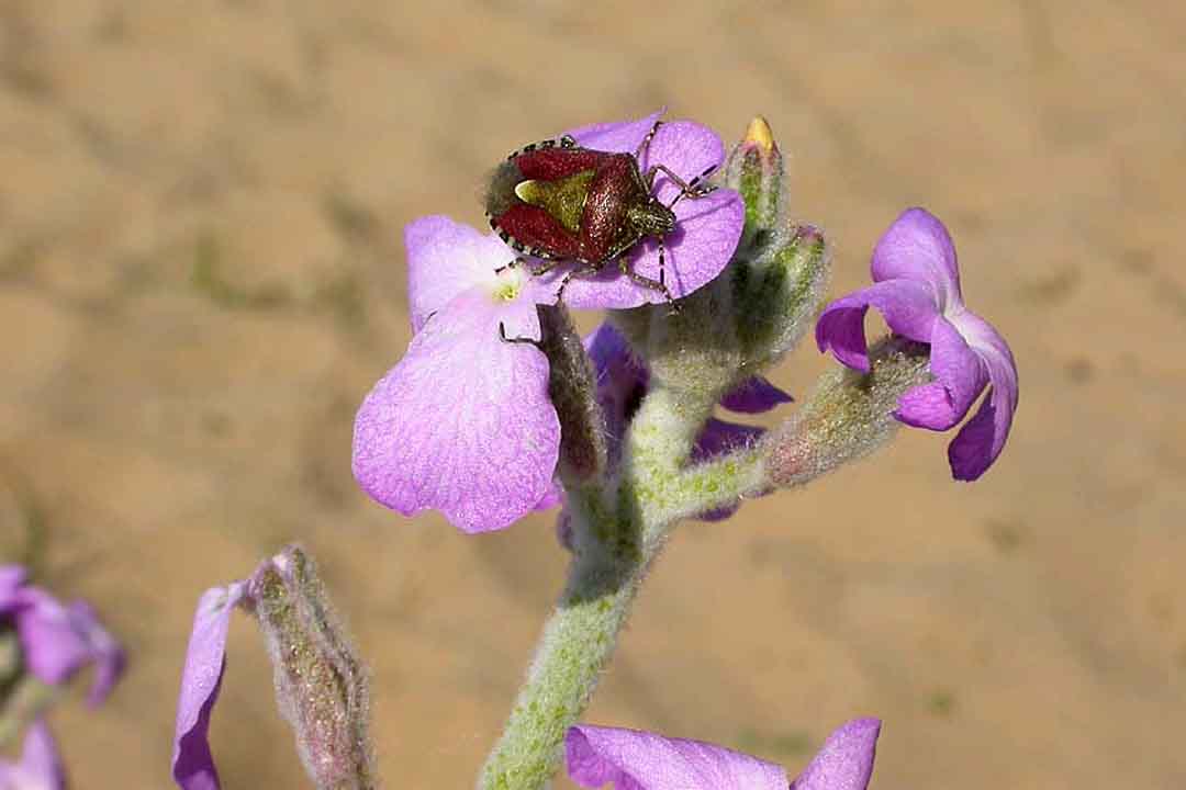 SEA STOCK Matthiola sinuata