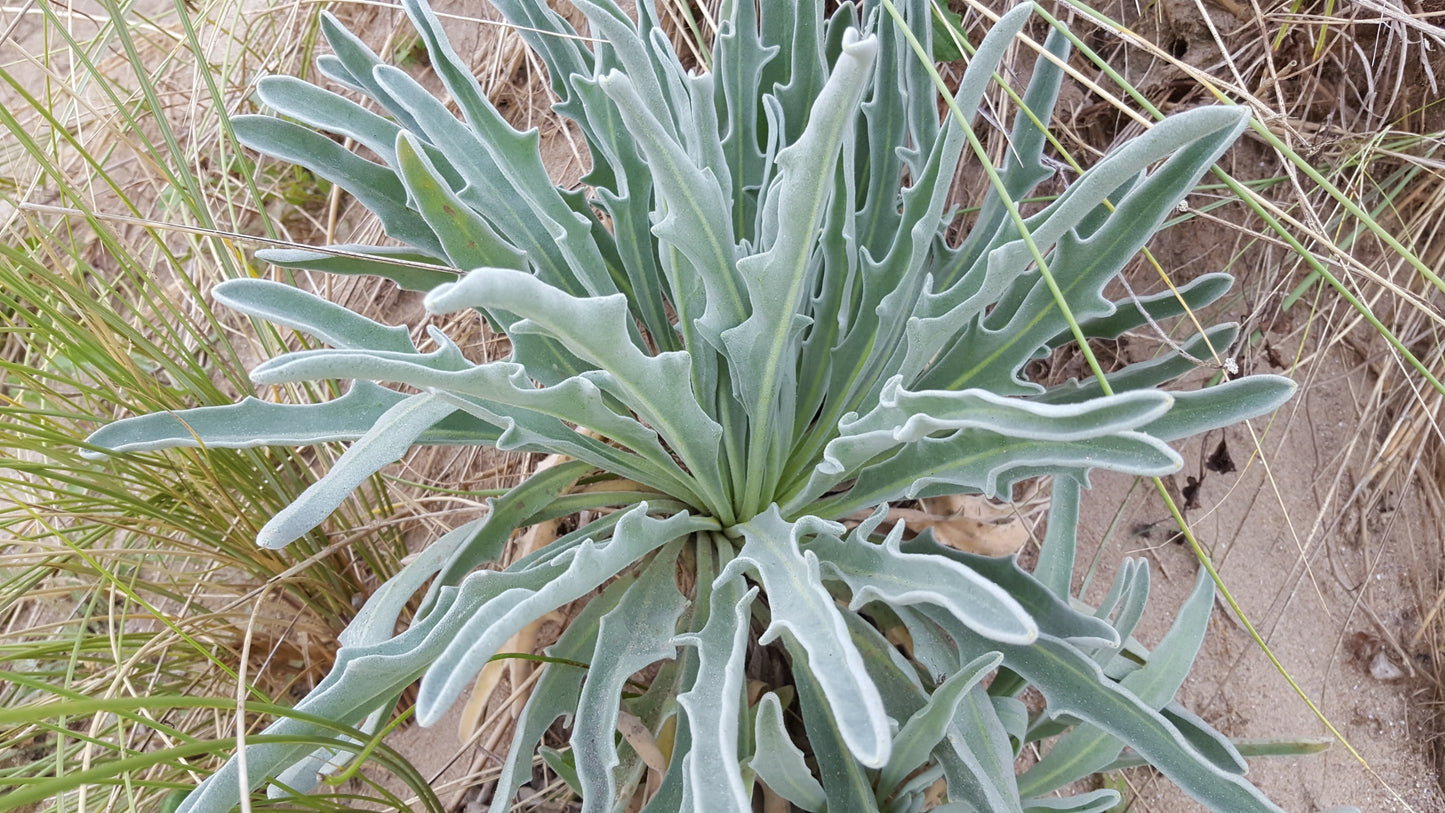 SEA STOCK Matthiola sinuata