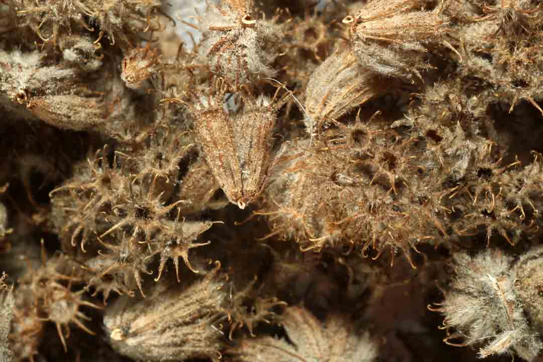 WHITE HOREHOUND Marrubium vulgare