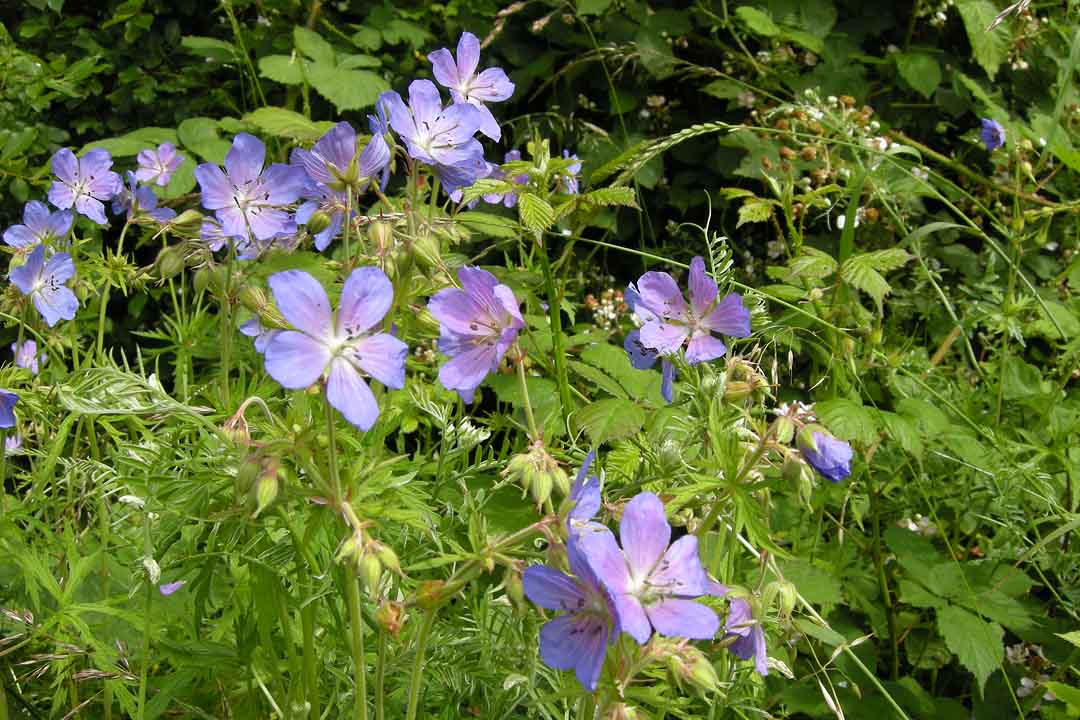 MEADOW CRANE'S-BILL Geranium pratense