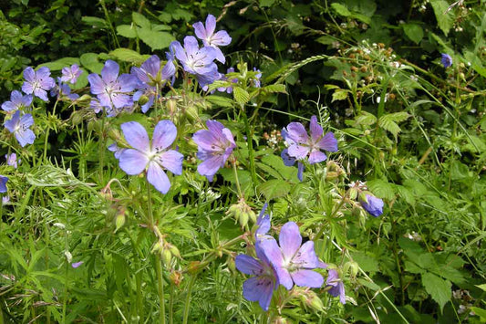 MEADOW CRANE'S-BILL  Geranium pratense