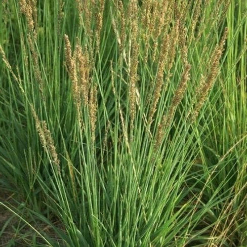 PURPLE MOOR-GRASS  Molinia caerulea