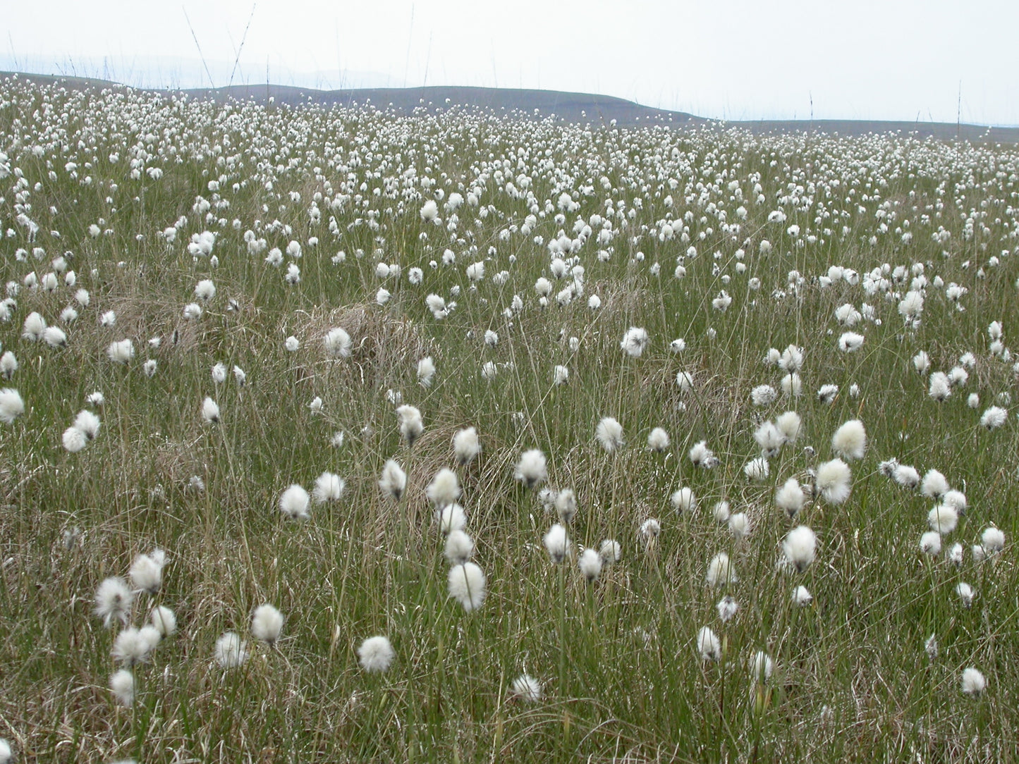 HARE'S-TAIL COTTONGRASS Eriophorum vaginatum