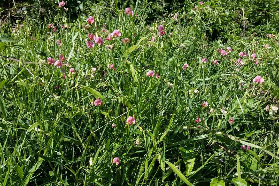 NARROW-LEAVED EVERLASTING-PEA Lathyrus sylvestris