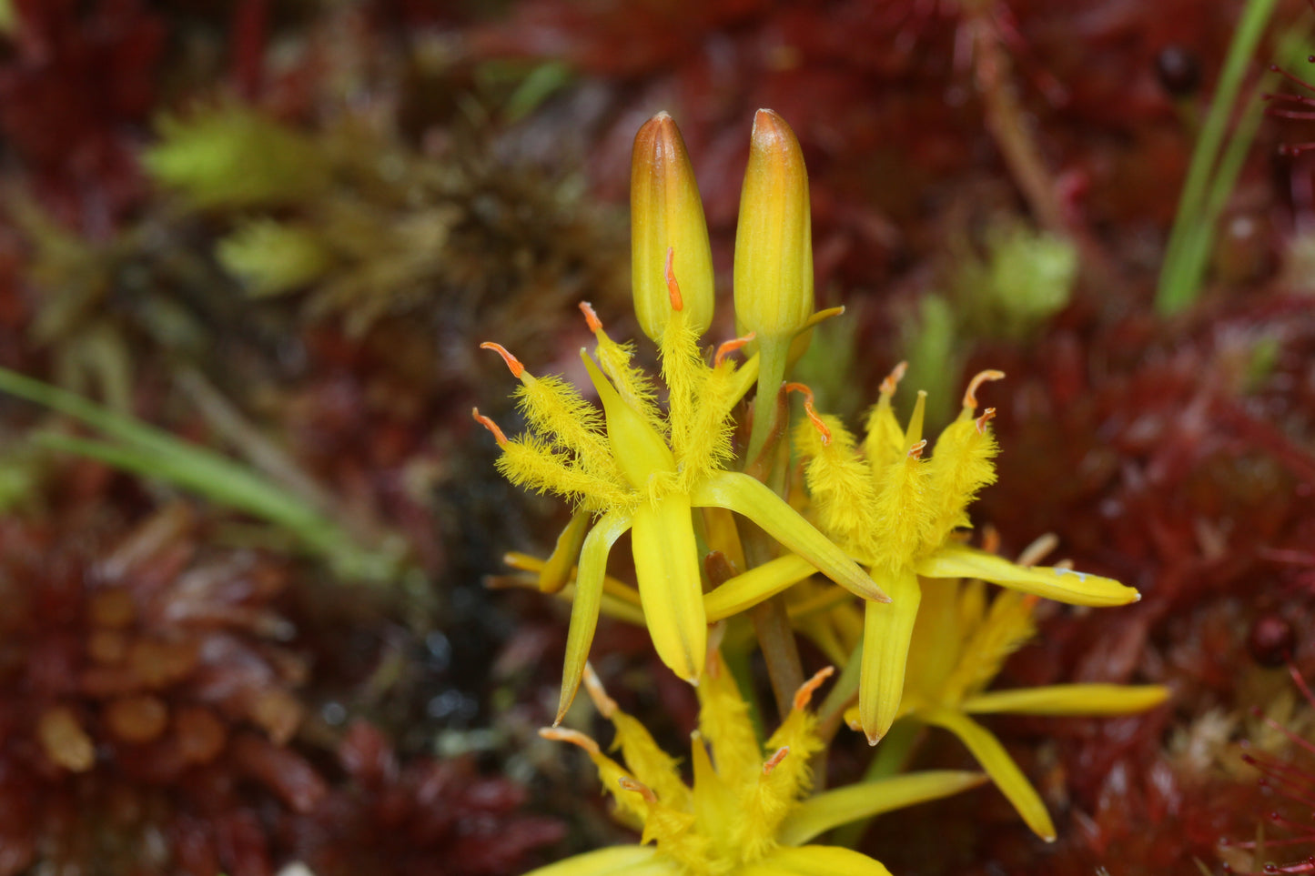 BOG ASPHODEL Narthecium ossifragum