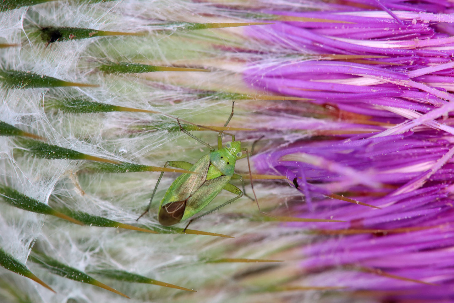 COTTON THISTLE Onopordum acanthium