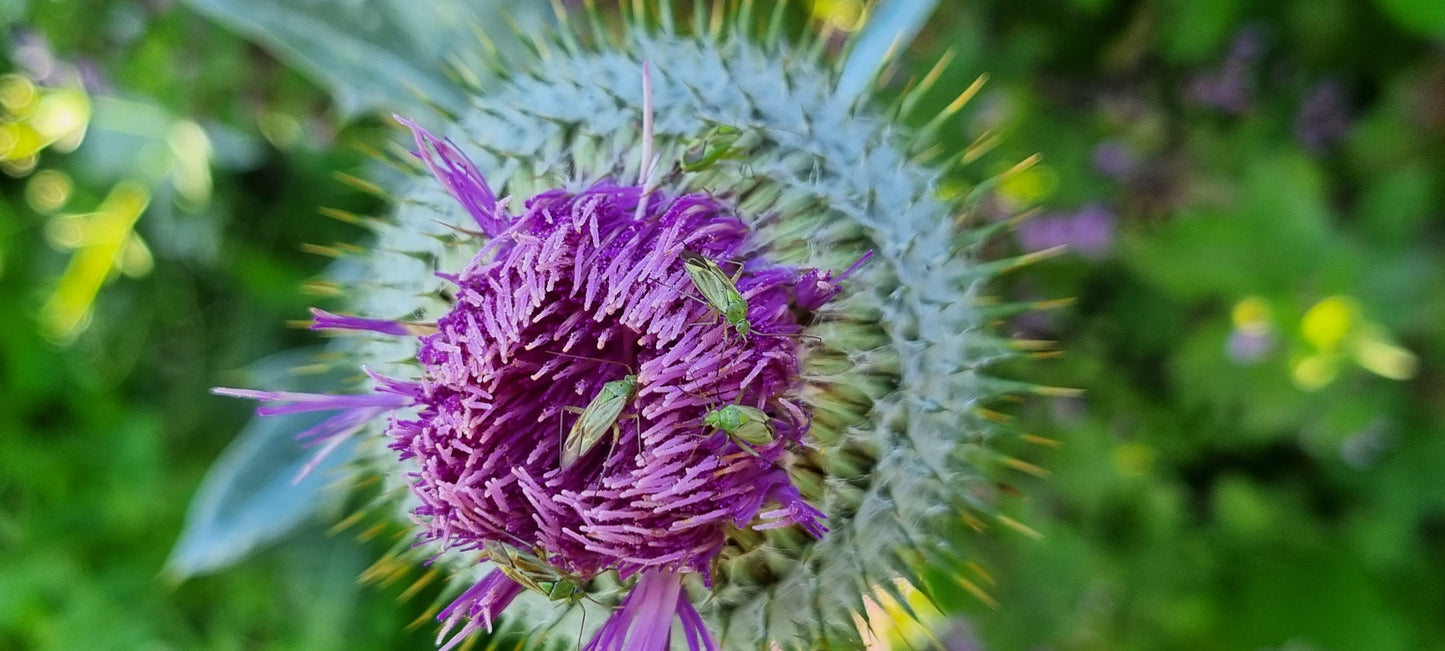 COTTON THISTLE Onopordum acanthium