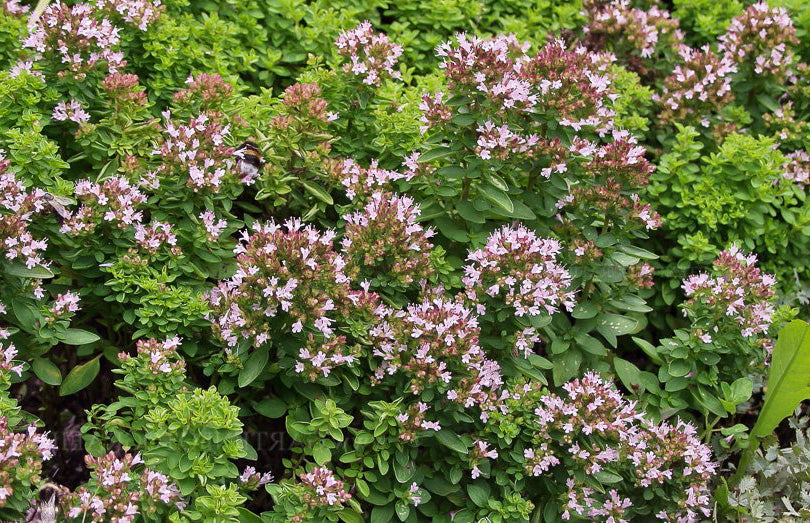 WILD MARJORAM Origanum vulgare