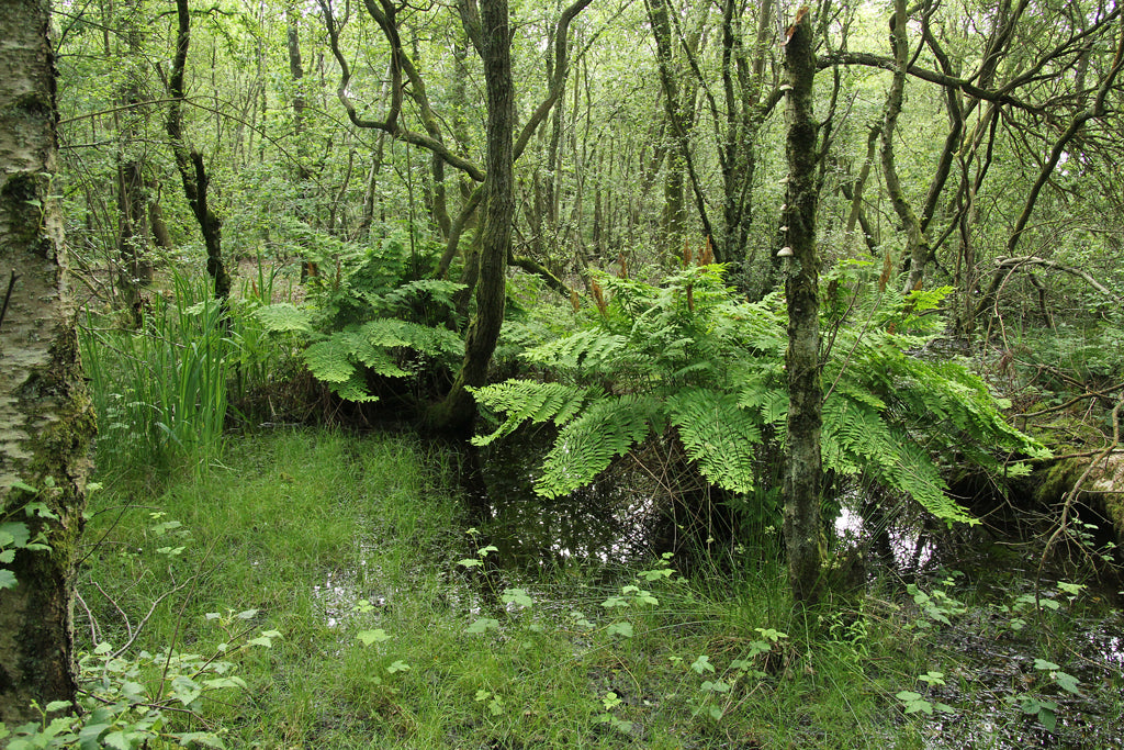 ROYAL FERN Osmunda regalis