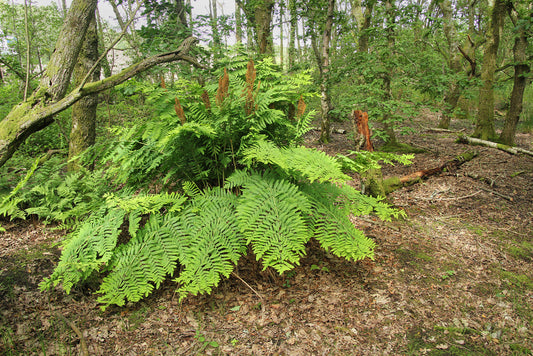 ROYAL FERN  Osmunda regalis