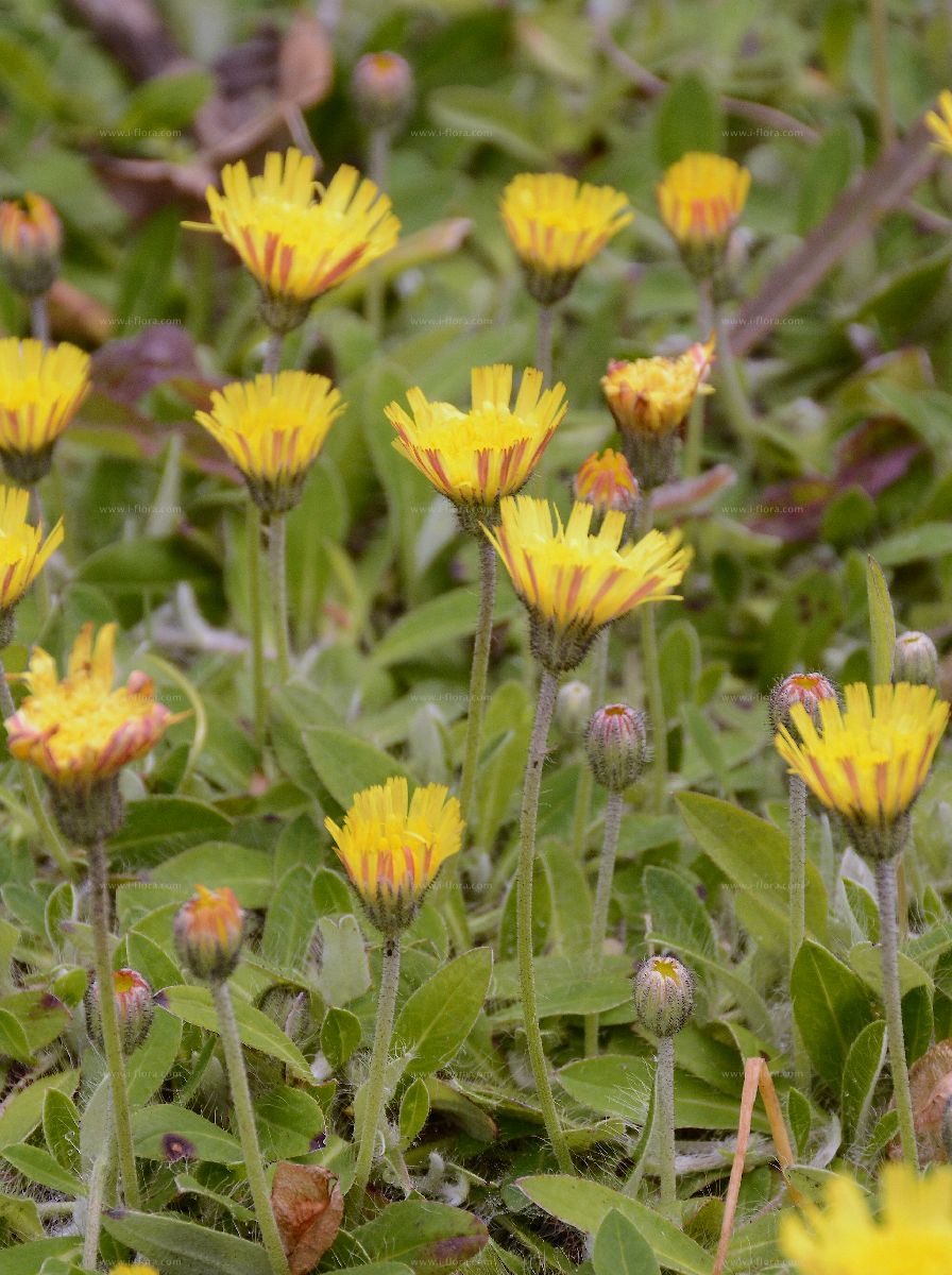 MOUSE-EAR-HAWKWEED Pilosella officinarum