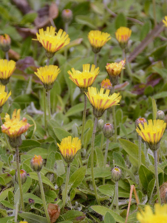MOUSE-EAR-HAWKWEED  Pilosella officinarum