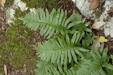 INTERMEDIATE (WESTERN) POLYPODY  Polypodium interjectum