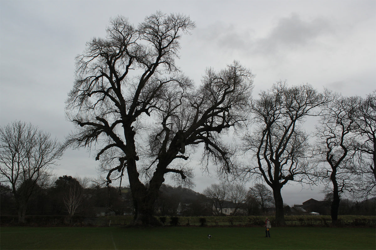 BLACK POPLAR Populus nigra