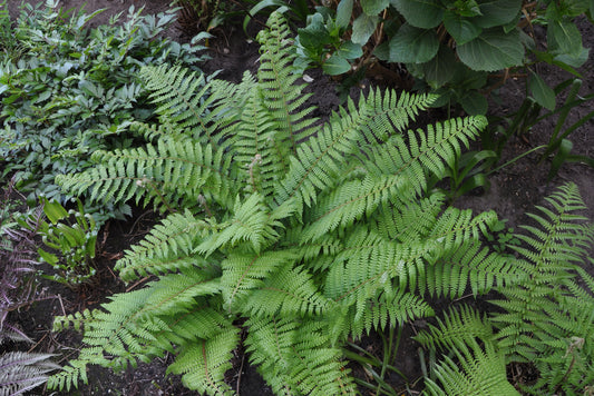 SOFT SHIELD-FERN  Polystichum setiferum