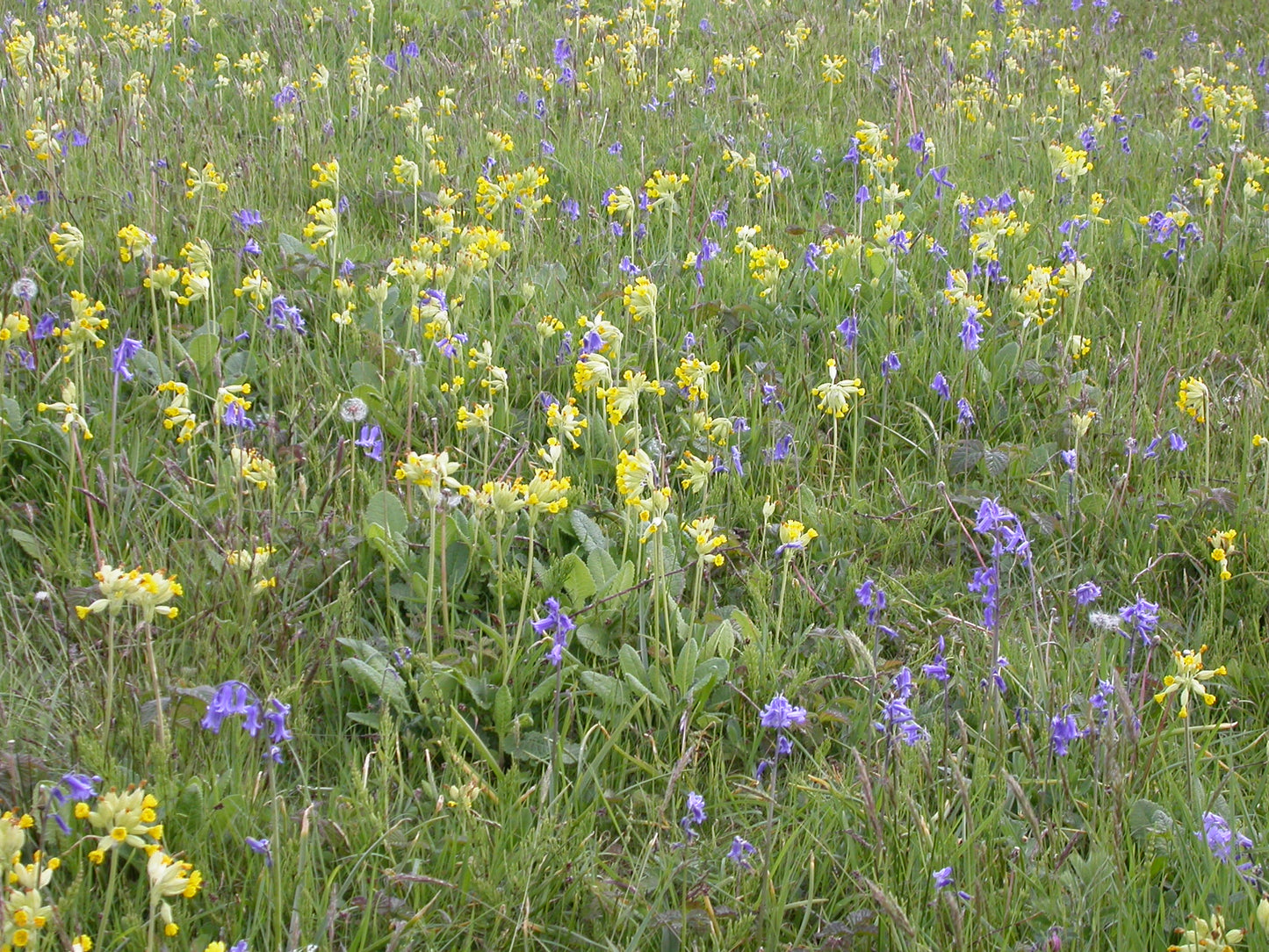 COWSLIP Primula veris
